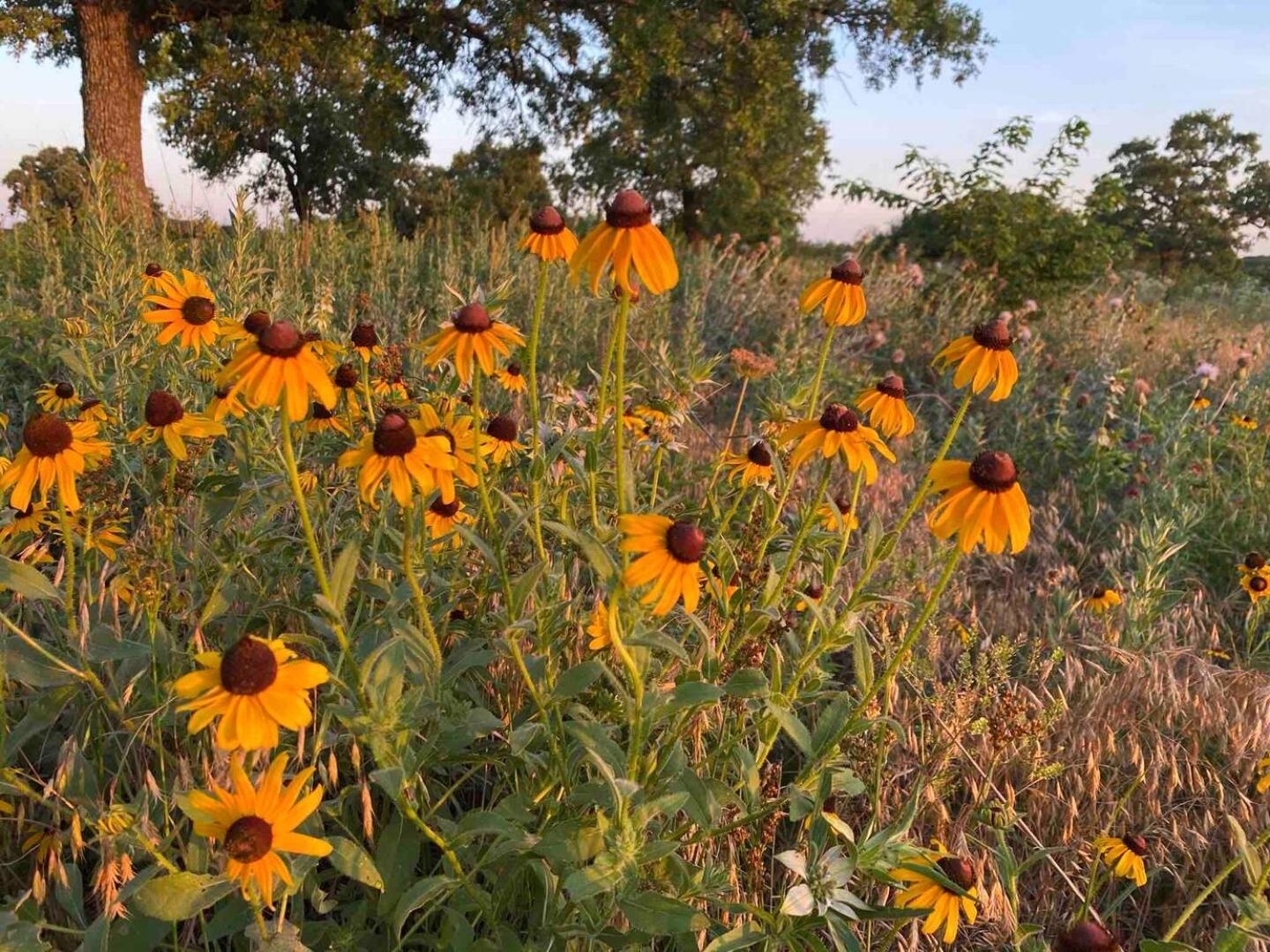 Nature Retreateclectic Country Boho Farmhouse Nocona Экстерьер фото